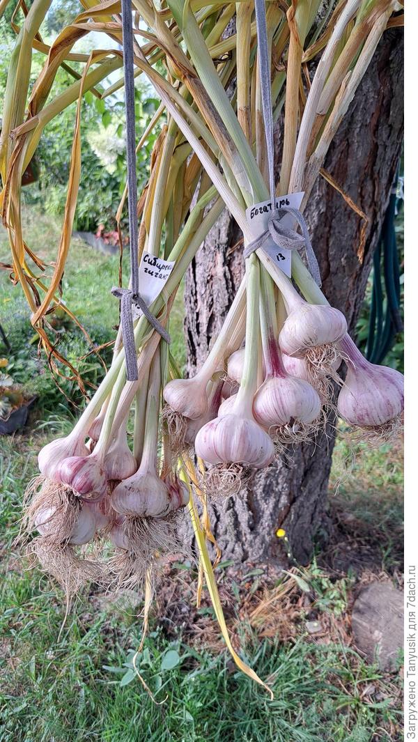 Сибирский гигант и Богатырь.