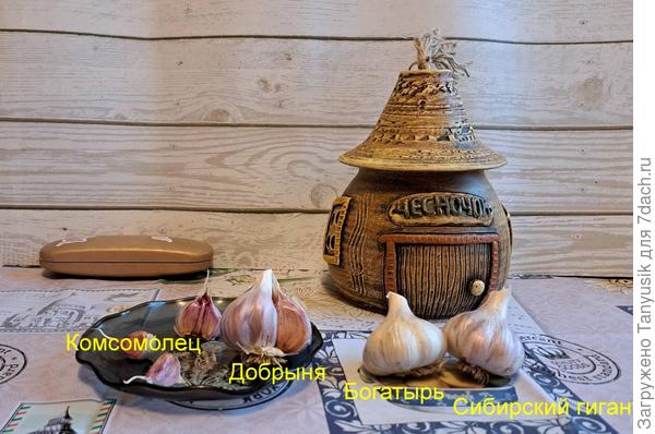 Мне понравились крупные размеры новых сортов чеснока.