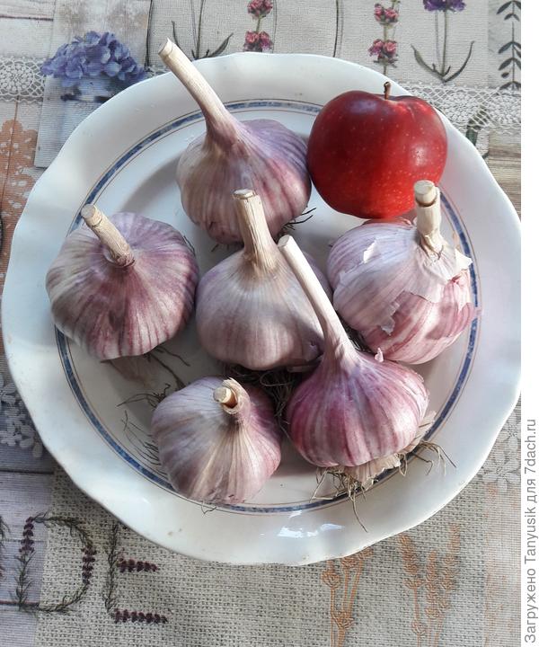 А в августе - вот так! Чеснок крупнее обычного яблока.
