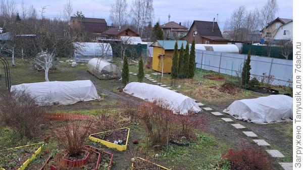 Последнее фото от 3 декабря. Снег полностью растаял. Закрыла торцы, т.к. обещают похолодание.