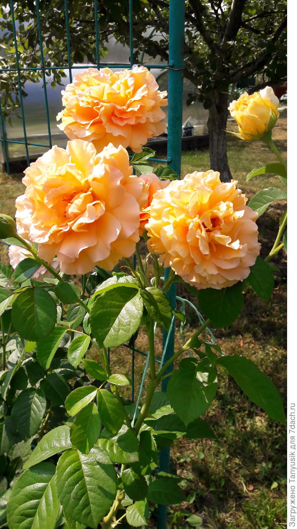 Роза Полька. ее стебли хоть и не такие длинные, но очень толстые и не гибкие. Приходится обрезать на зиму на высоту укрытия.