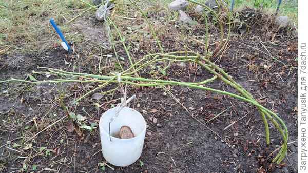 А это Скарлет. На шею вешаю ведерочко с камешком.