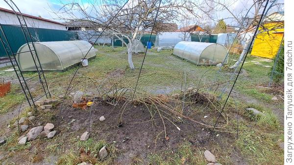 Загнутая арматура прижимает плетистую розу и не дает ей распрямиться.