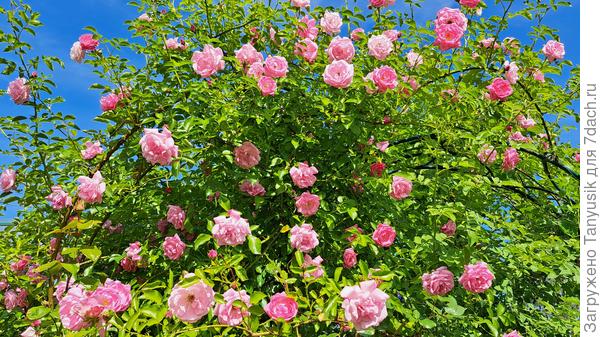 Это роза Парад. Плетистые розы труднее всего укрывать, ведь их ветки могут достигать четырех метров.