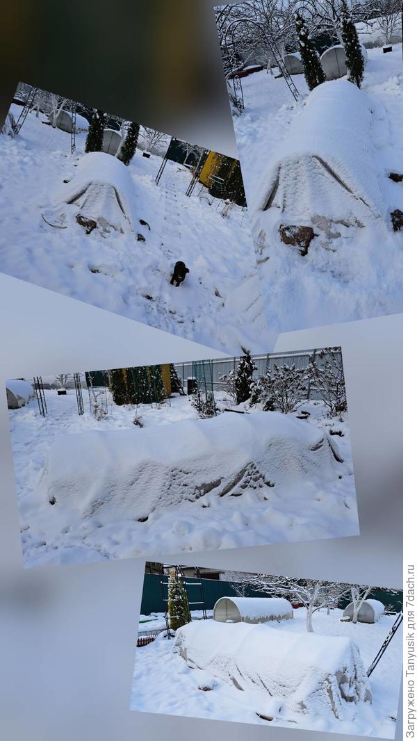 А зимой будет так. Спите спокойно, розочки!