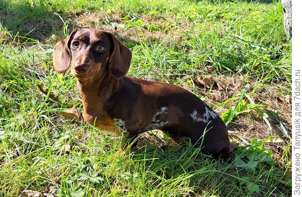 Собака с &quot;заплатками&quot;