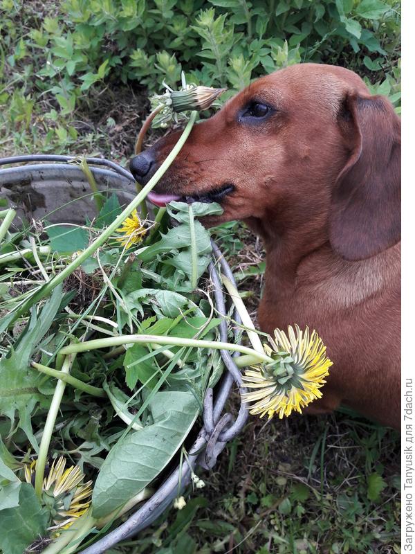 Хорошо получается уничтожение сорняков. А прополка пока не удается 😁