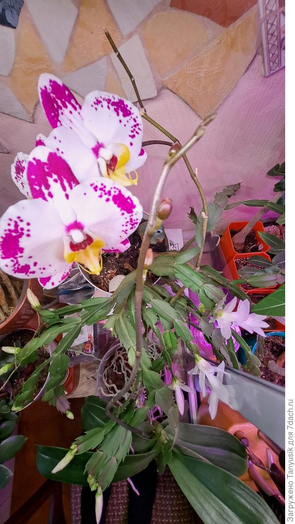 У фаленопсиса та стрелка, на которой сейчас 2 цветка, уже третий год. Не обстригаю, и она дает боковые побеги. Еще и второй цветонос выдвинулся.