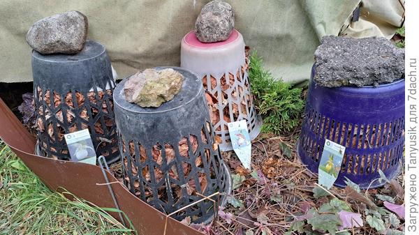 Чтобы корзины не улетели, придавливаю их камешками.