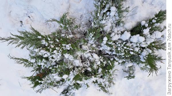 Мой можжевельник оказался чистеньким.