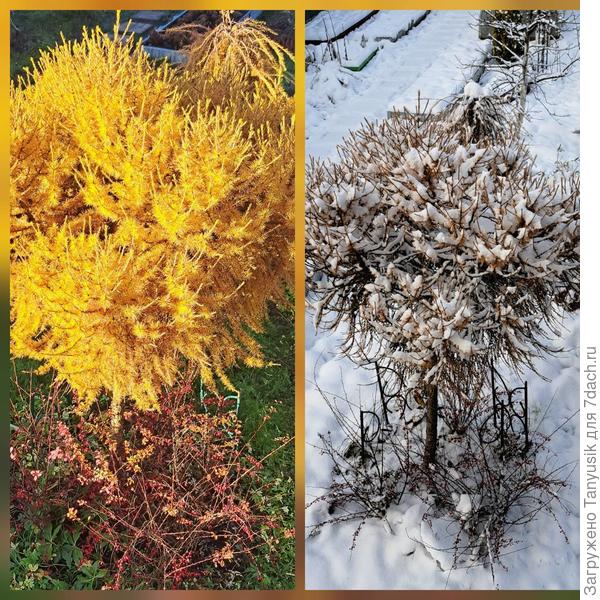 К лиственницам тоже подхожу для ухода.