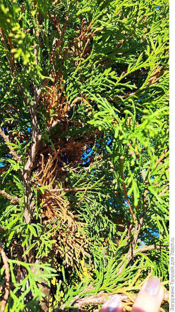 Внутри туи Смарагд.