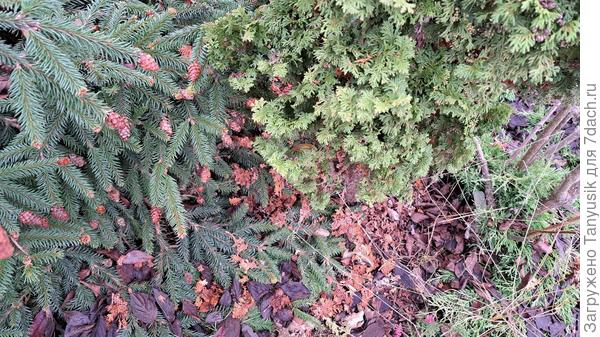 Хвоя под туей Зматлик.