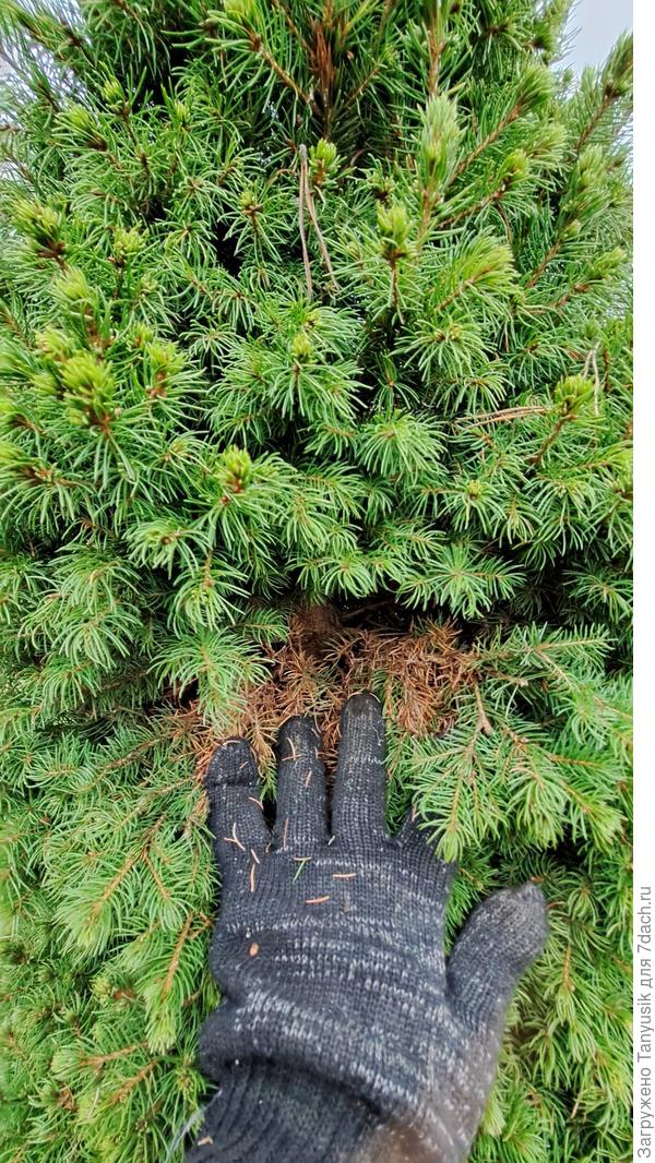 Ель Рейнбоуз Энд тоже необходимо почистить.