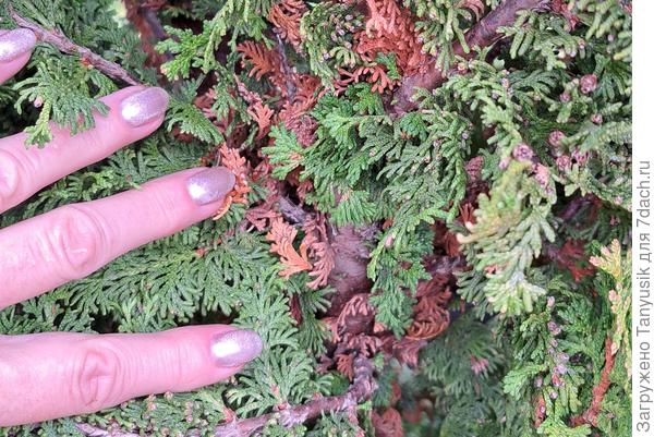 Прикосновение к упругой хвое туи Зматлик вызывает приятные тактильные ощущения.