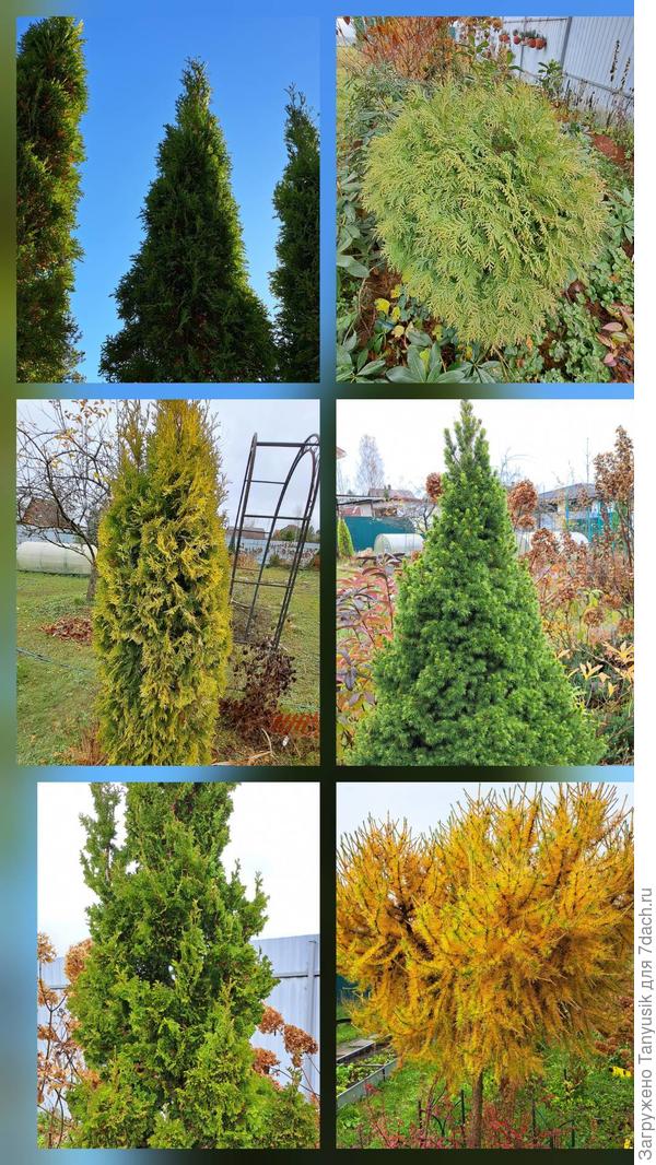 Мои красивые хвойные.