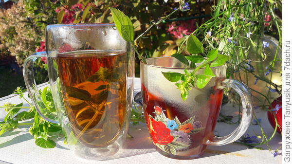Чай с базиликом "Цитрусовый фреш".