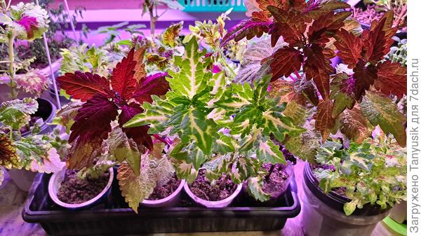 Черенки колеусов на даче