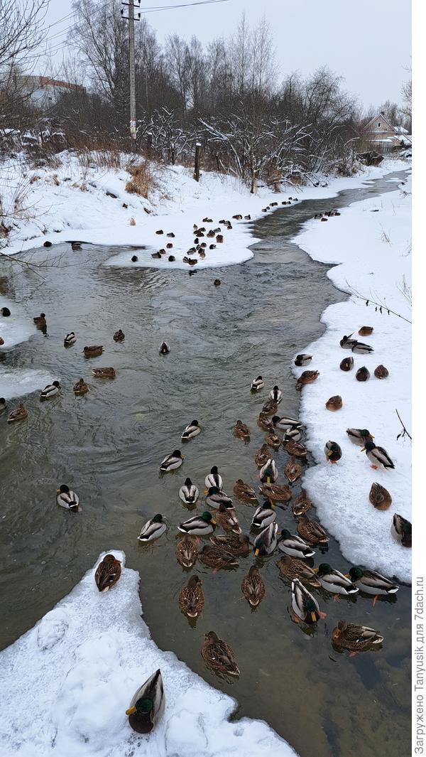 Дудергофка не замерзла, и все уточки с пруда переместились сюда.