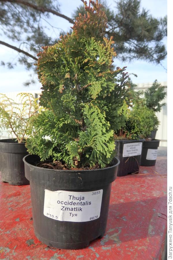 2016 г - год посадки