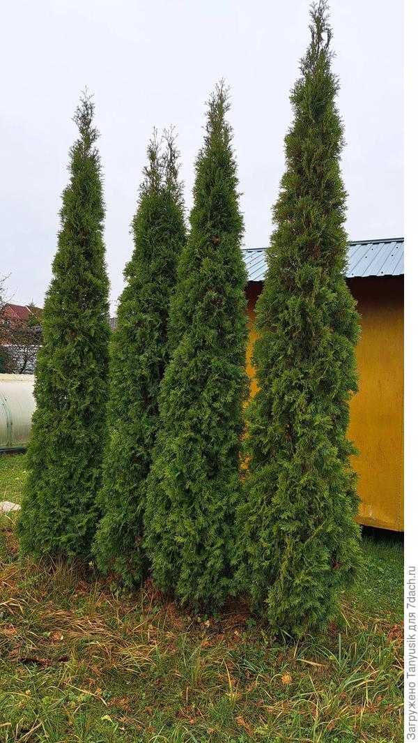 Смарагды ни разу не стригла