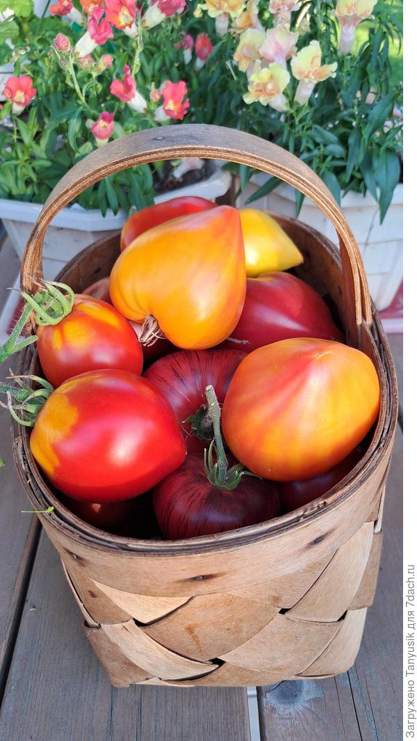 Разве в магазине можно купить такие помидоры?