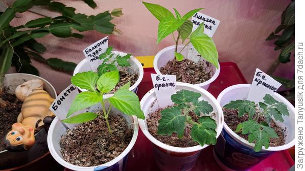 Мой маленький нынешний огородик