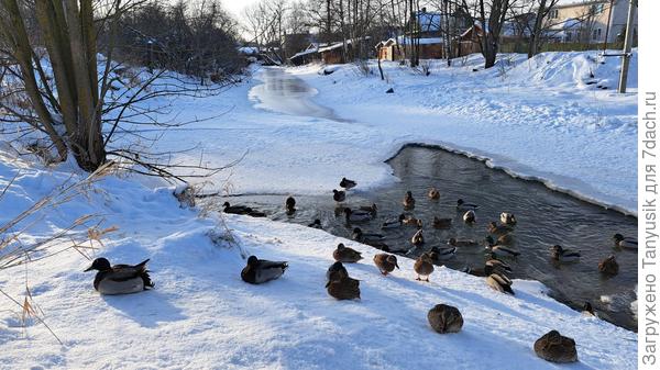 Речка наша не полностью замерзла. Уточкам есть место для тусовок.