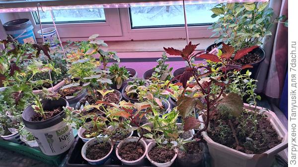 На дачке зимуют благополучно колеусы, львиный зев, эустомы, фуксия, пеларгония.