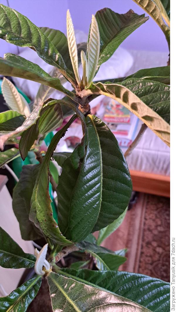 Мушмула почуяла весну. Выдала новые ушки-листики. Наверно, для нее зима была в октябре, когда приходилось терпеть первые заморозки сначала на улице, а потом в теплице