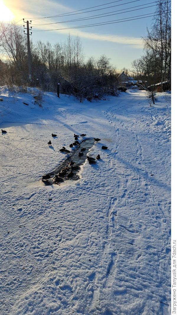 Река почти замерзла. Бедные уточки