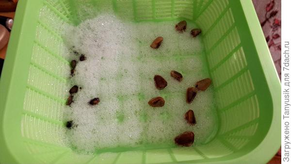 Булькают в Цирконе