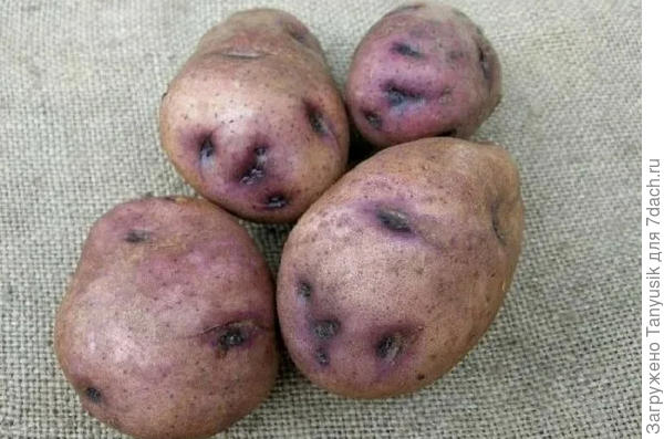 Вот такая у нас была Синеглазка