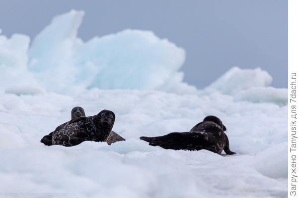 Нерпы. Фото из сети