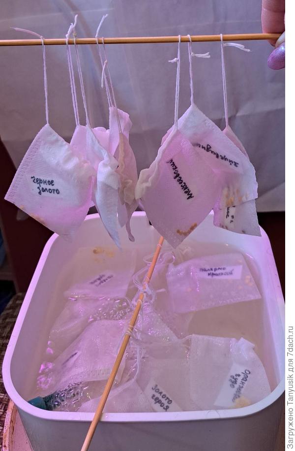 Каждый сорт (гибрид) - в отдельном чайном пакетике. Нанизаны на палочку для удобства погружения и доставания.