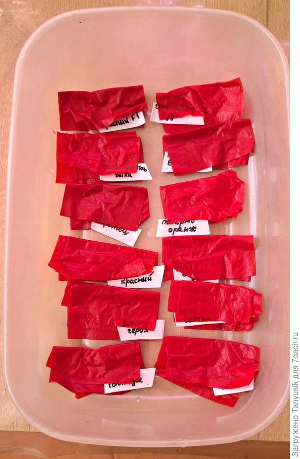 Перчики на проращивании. Все в одном контейнере.