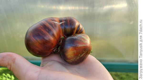 Восторг Диппера