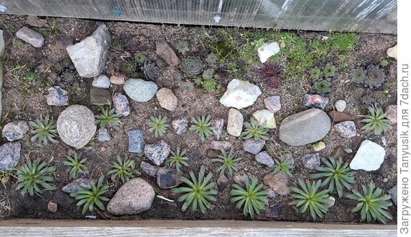 Вот такая красота у нас вокруг теплицы.