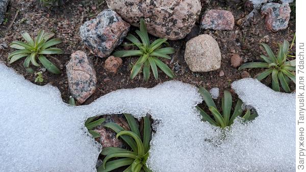 Левизия перезимовала!