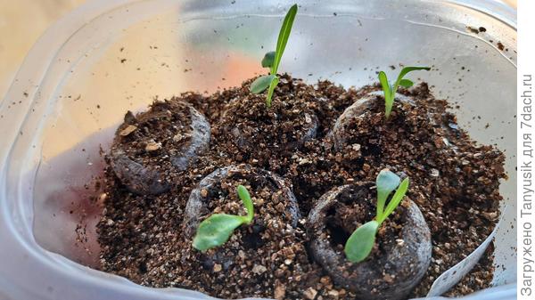 Фрости Кисс. Первый посев 23.02.