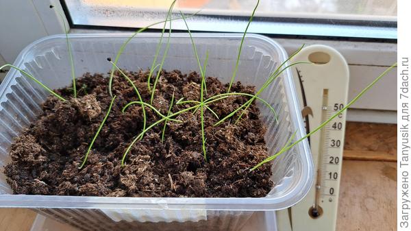 Смесь сортов из первого посева 15.02