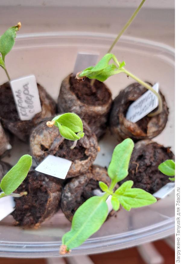 Мои шлемоносцы сами справляются!