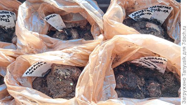 А тем временем на подоконникн просыпаются бегоши...