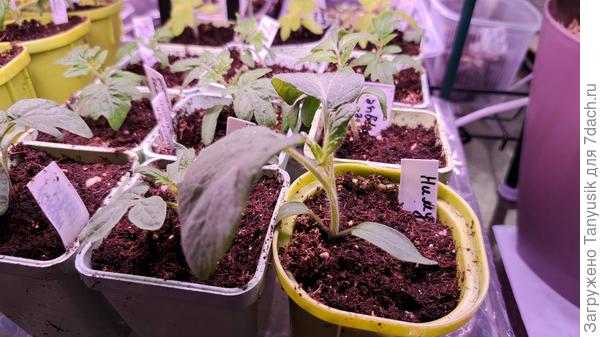 А у Ниму - листья-лопухи!-))