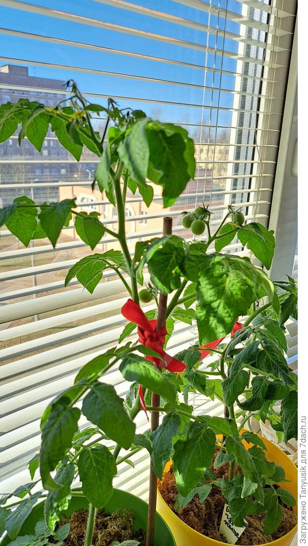 Балконное чудо