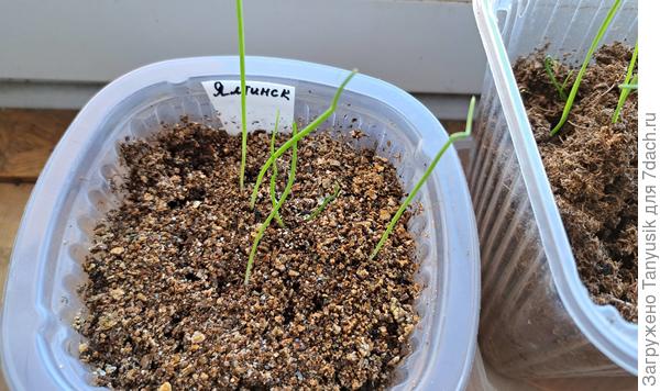 Из второго посева 7.03 взошел только Ялтинский - 6 шт