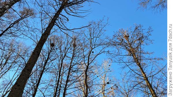 А вот и грачиное жилье