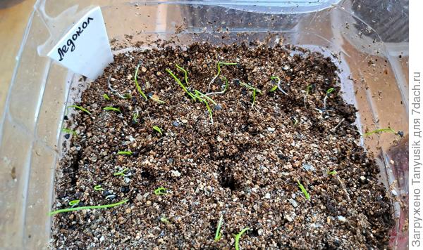 Ледокол. Посев 16.03. Продолжает всходить.