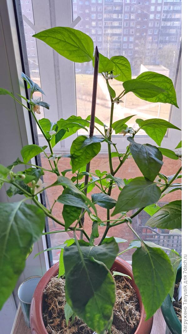 Лисичка желтая