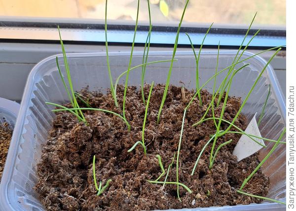 Первый посев 15.02. Здесь смесь.